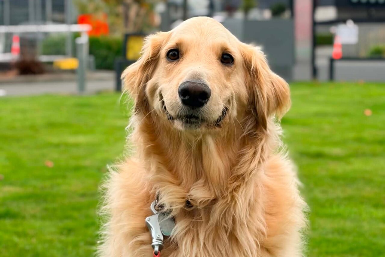 Canterbury Therapy Dog Mak Faces Rare Jaw Surgery After Years Supporting Others